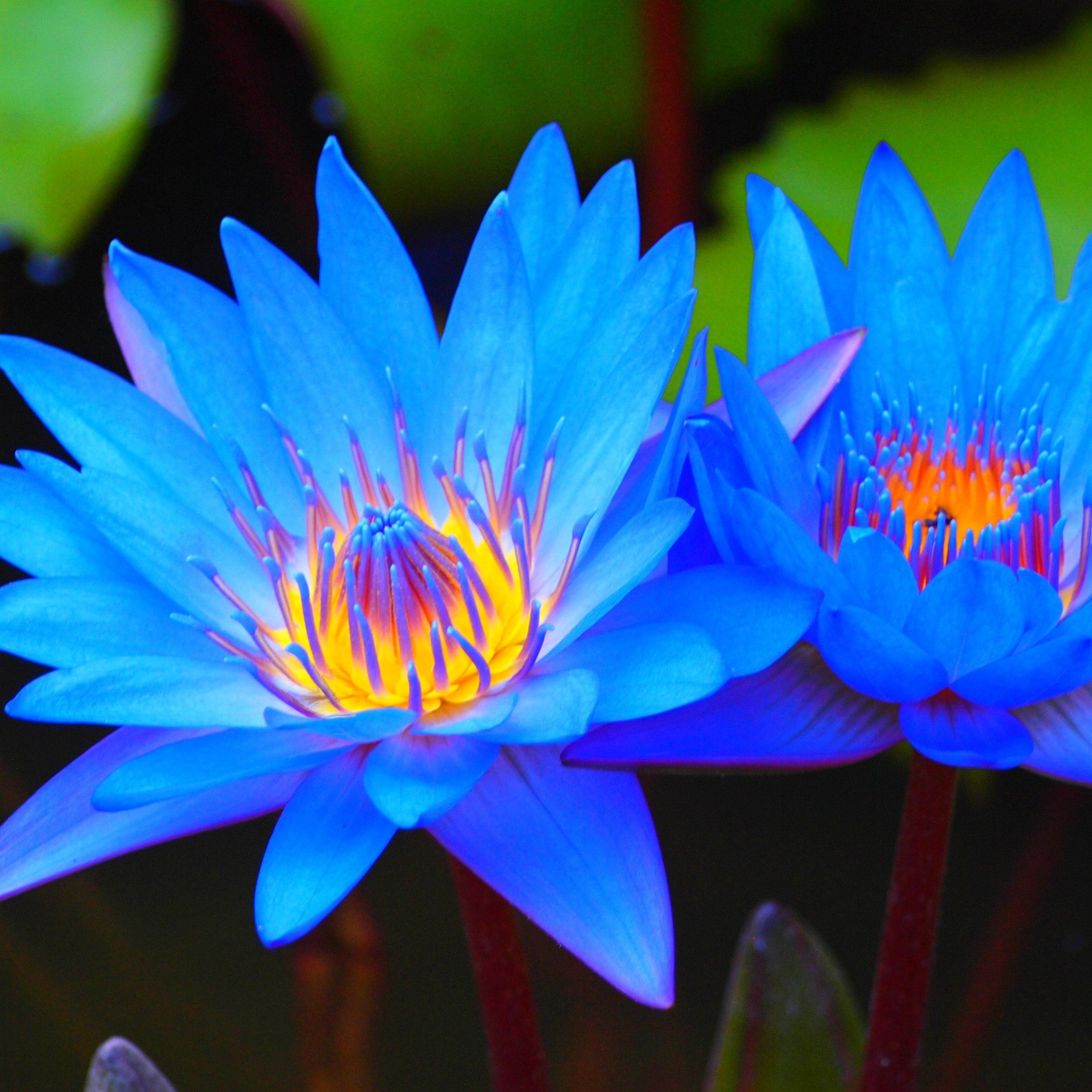 Blue Lotus Essential Oil