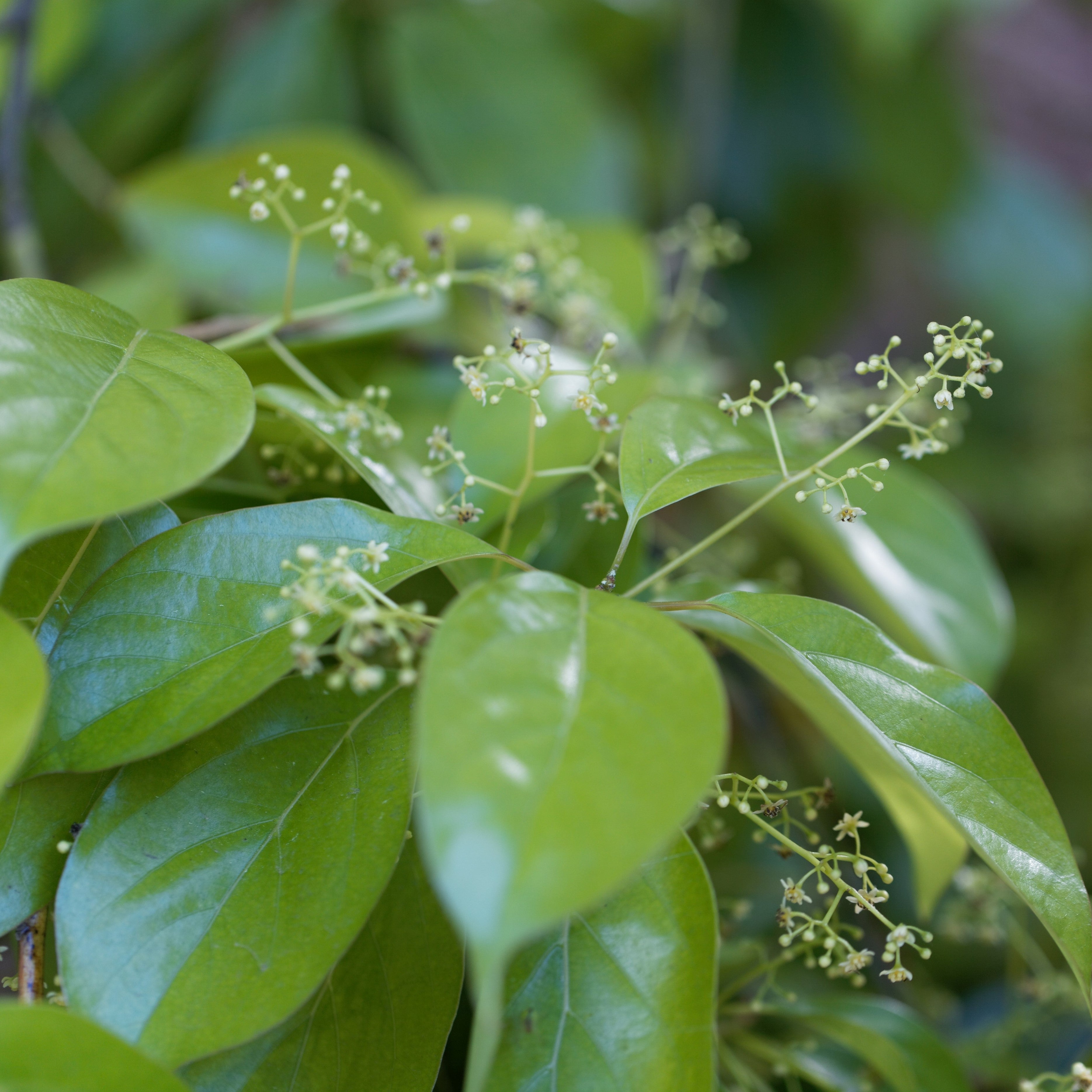 Camphor Essential Oil