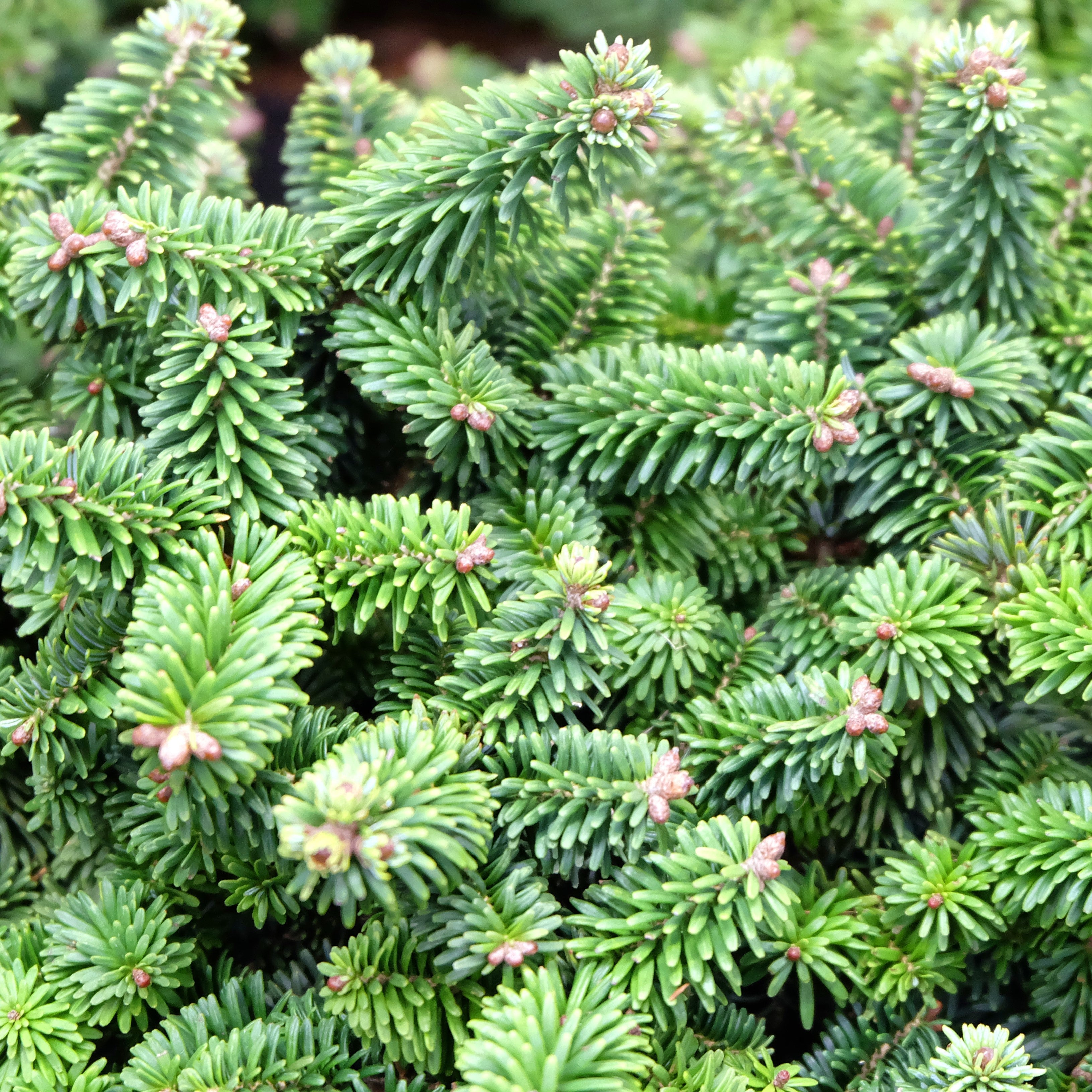 Copaiba Balsam Essential Oil