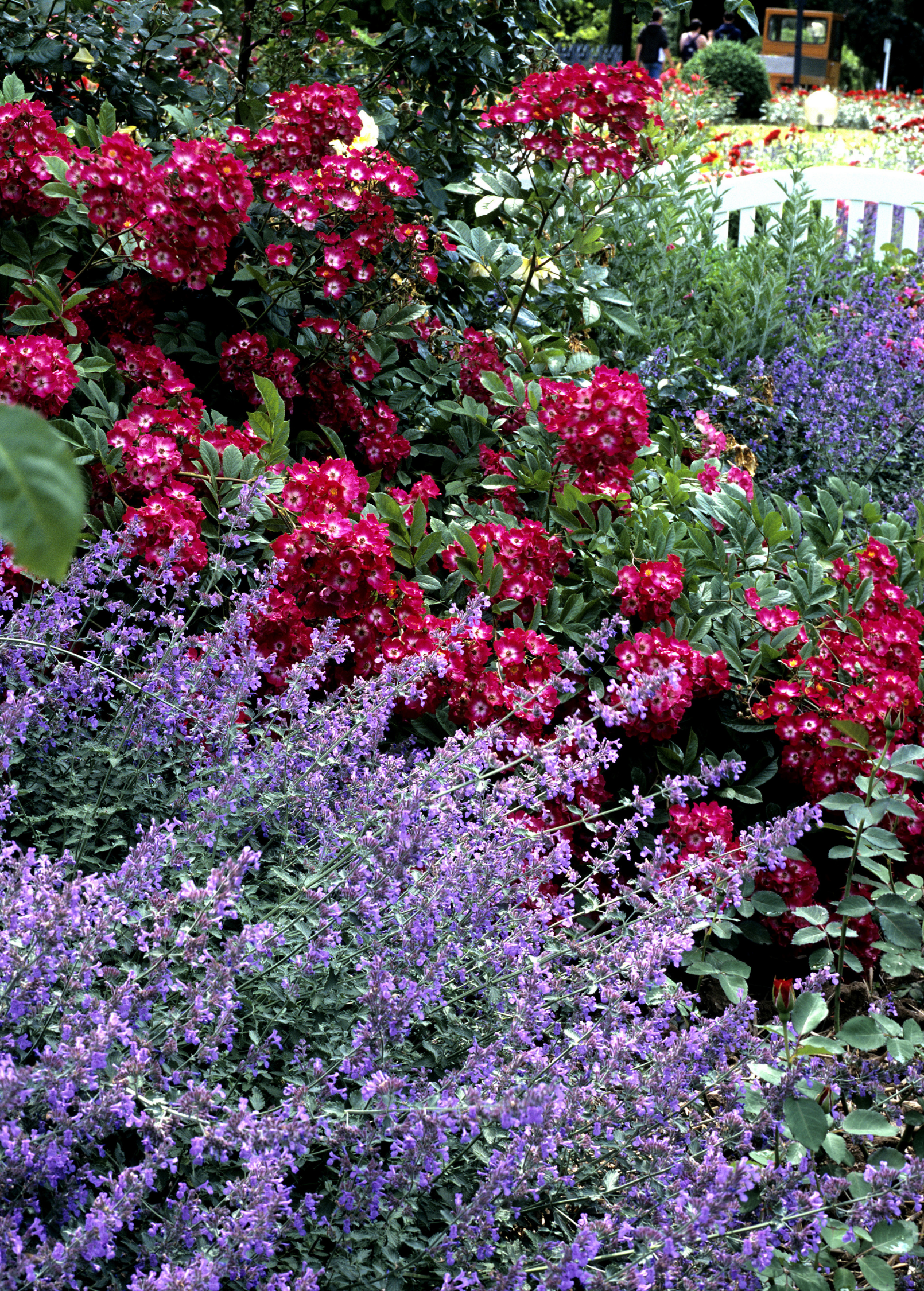 Catnip (Nepeta cataria)
