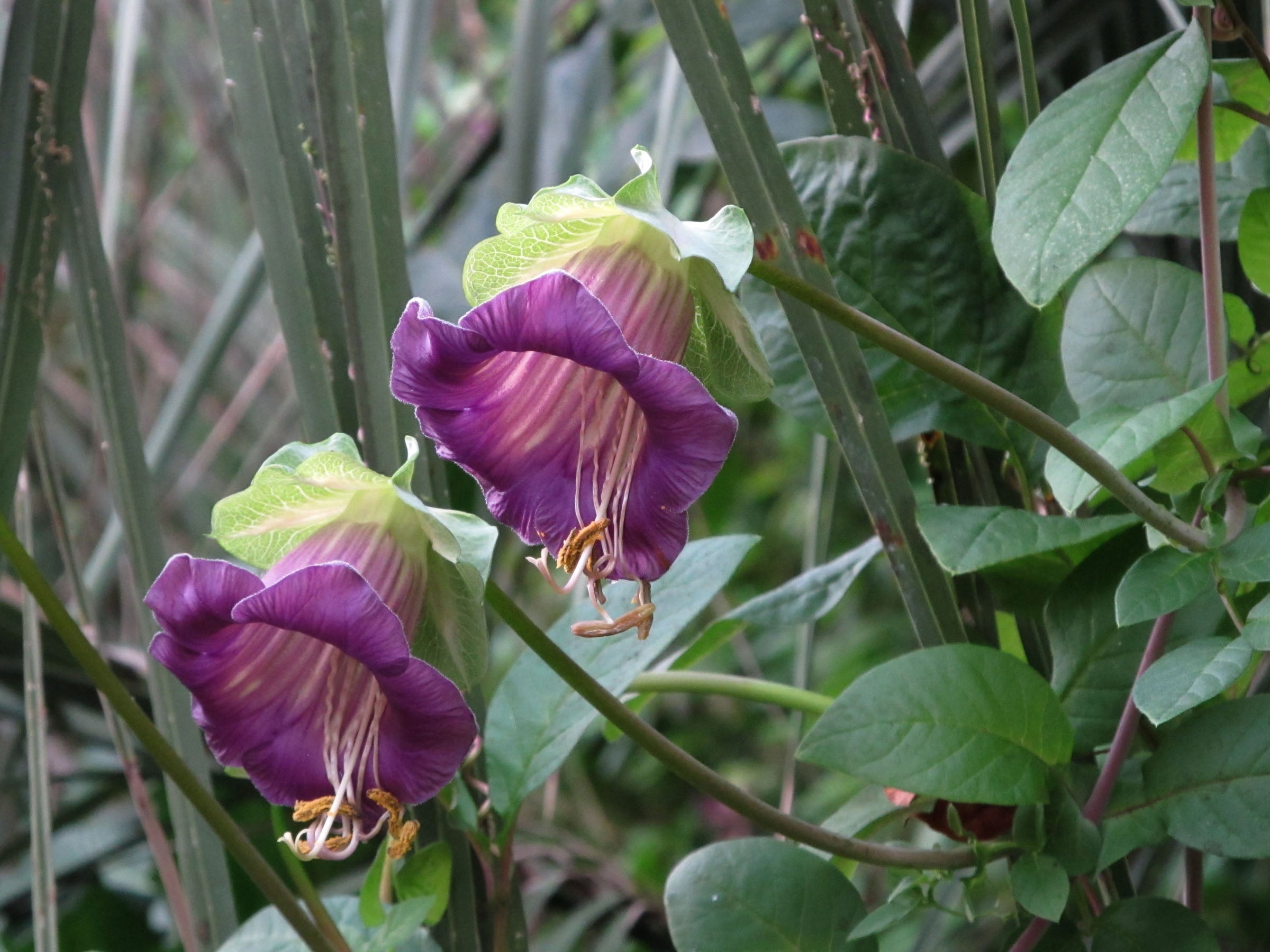 Cobaea Scandens Vine 10 Seeds, Cup & Saucer Climber, Cathedral Bells