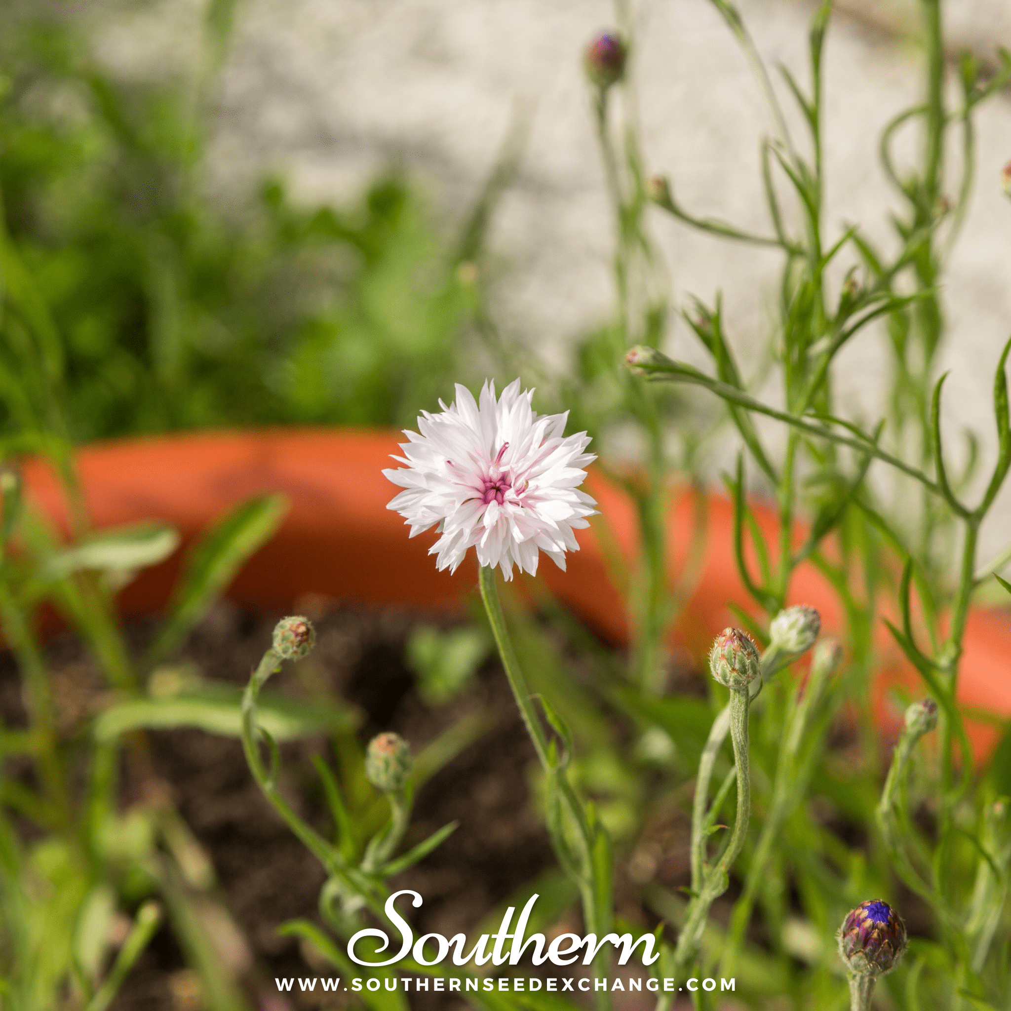 Tall White Cornflower – 100 Seeds