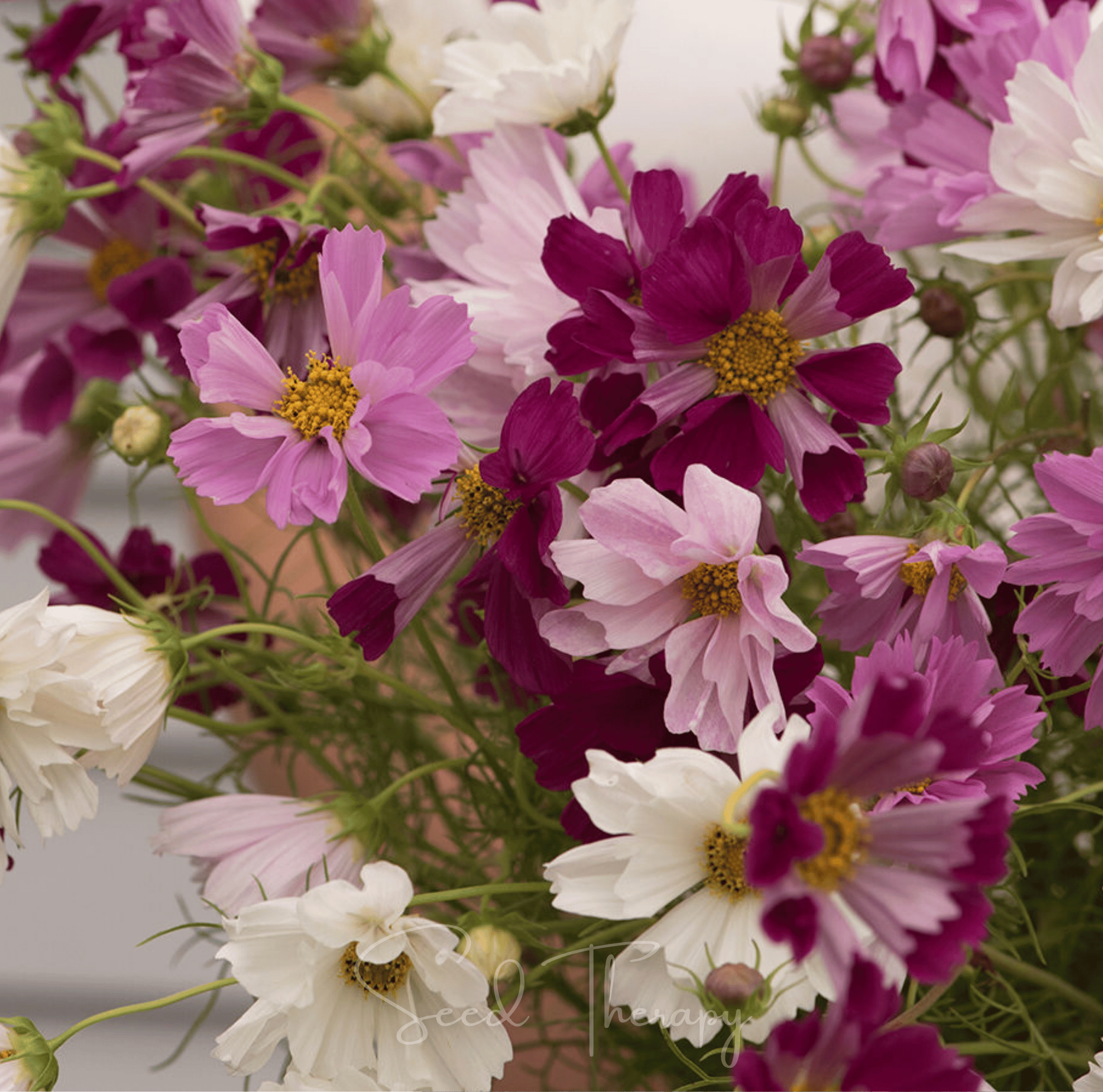 Sea Shells Cosmos – 100 Seeds