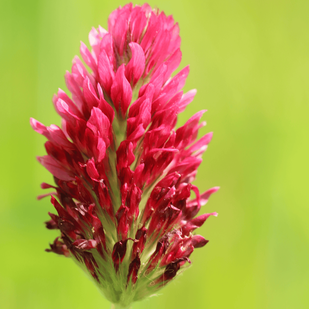 Crimson “Dixie” Clover – 1,000 Seeds