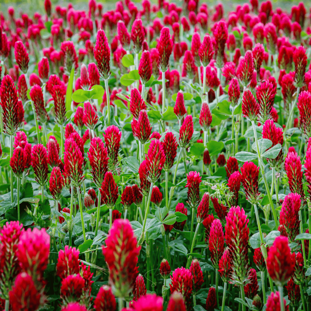 Crimson “Dixie” Clover – 1,000 Seeds