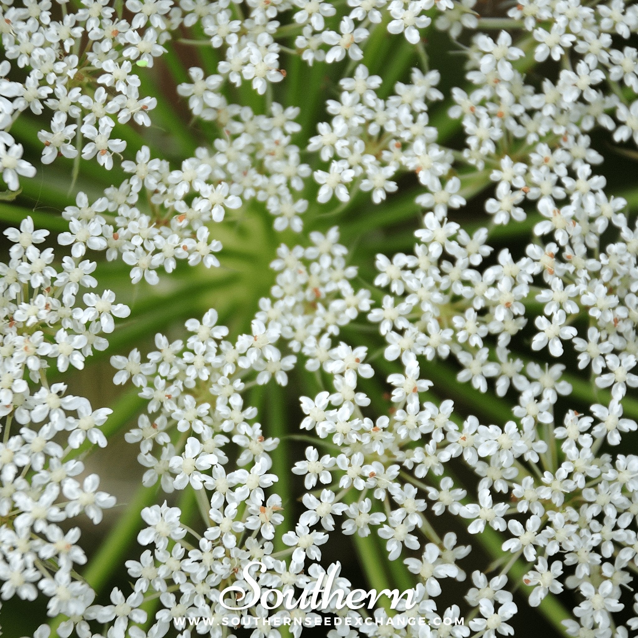 Cumin – 100 Seeds