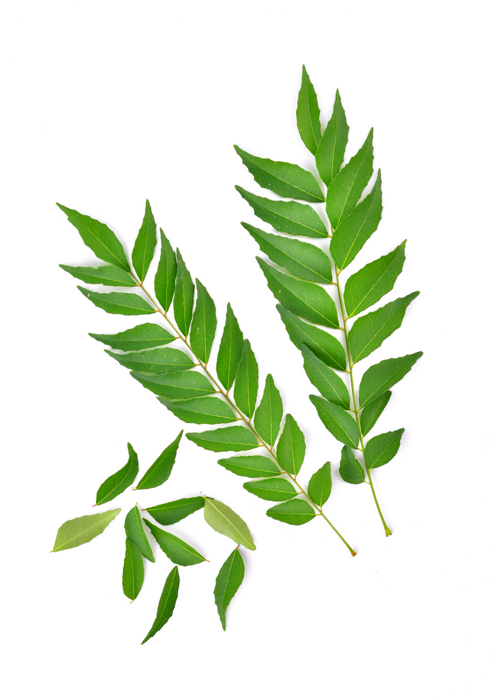 Curry Leaf (Murraya koenigii)