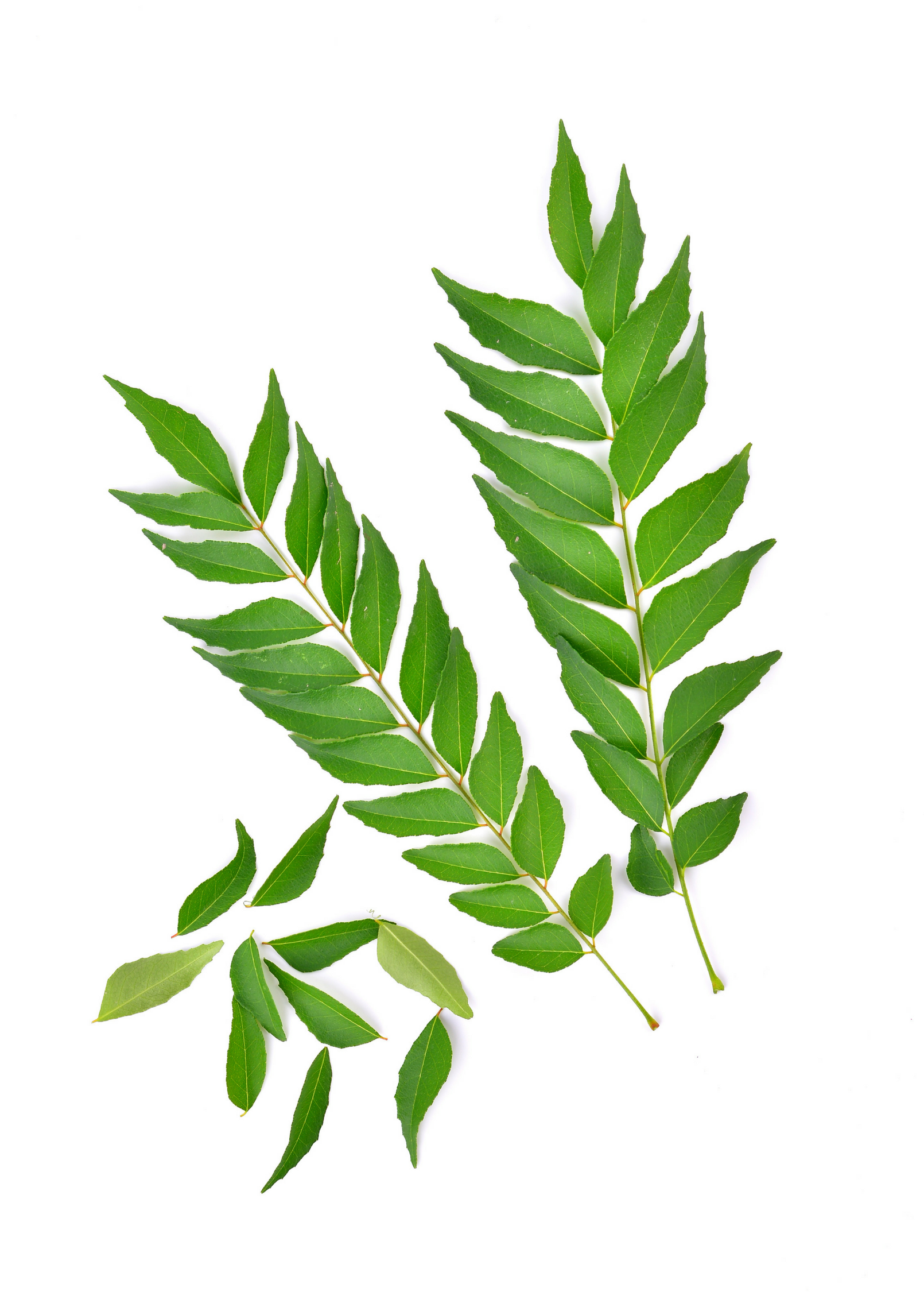 Curry Leaf (Murraya koenigii)
