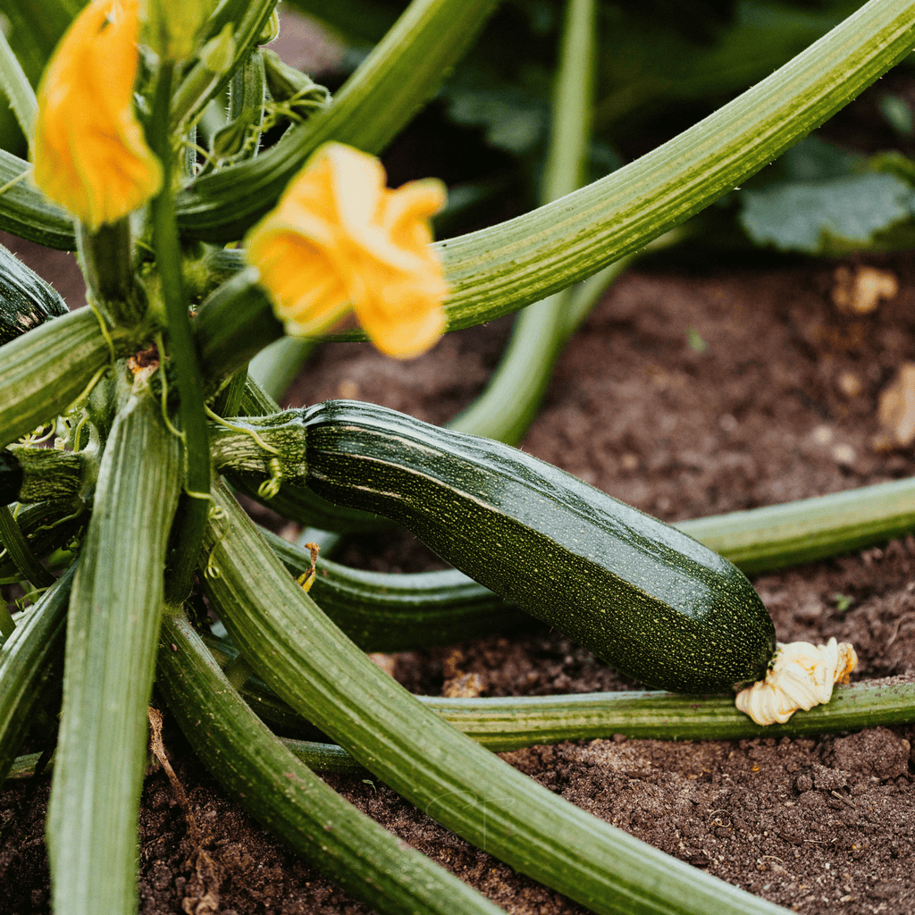 Dark Green Zucchini Summer Squash – 25 Seeds