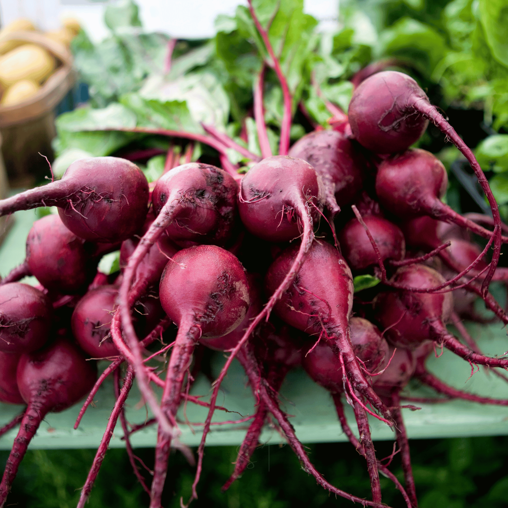 Detroit Dark Red Beet – 200 Seeds