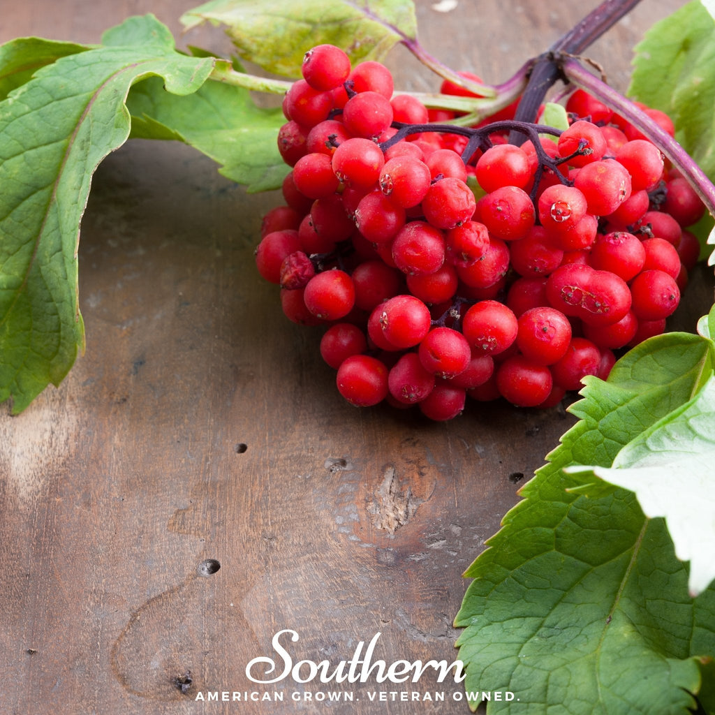 Pacific Red Elderberry – 50 Seeds
