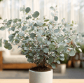 Silver Dollar Eucalyptus – 20 Seeds