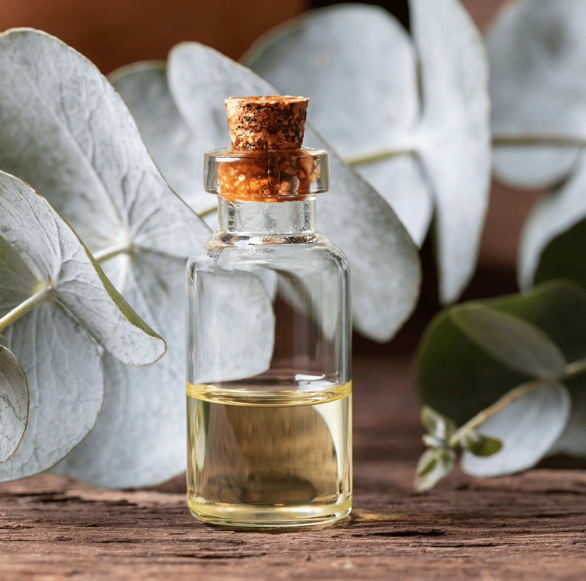 Silver Dollar Eucalyptus – 20 Seeds