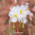 Pale Evening Primrose – 100 Seeds
