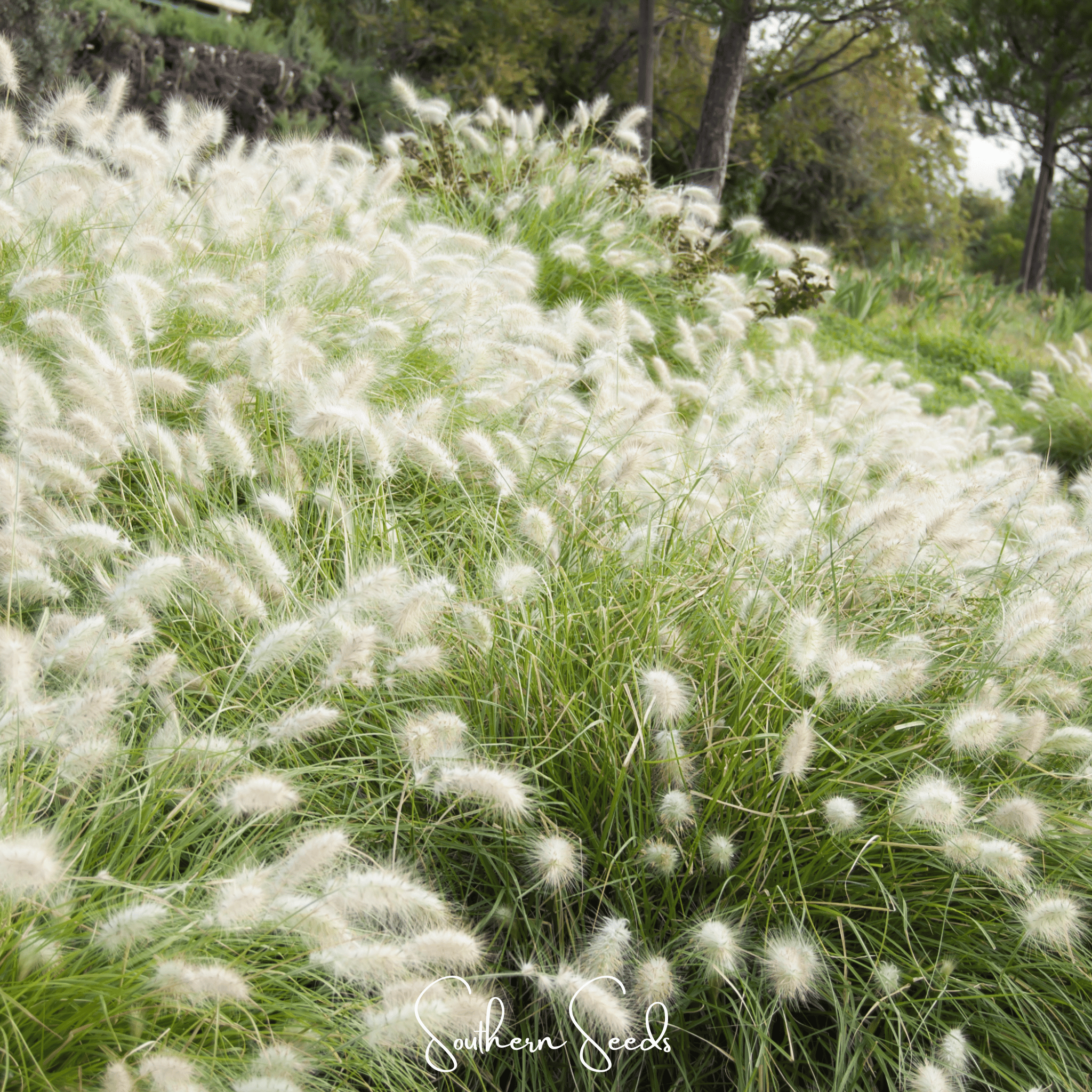 Feathertop – 25 Seeds