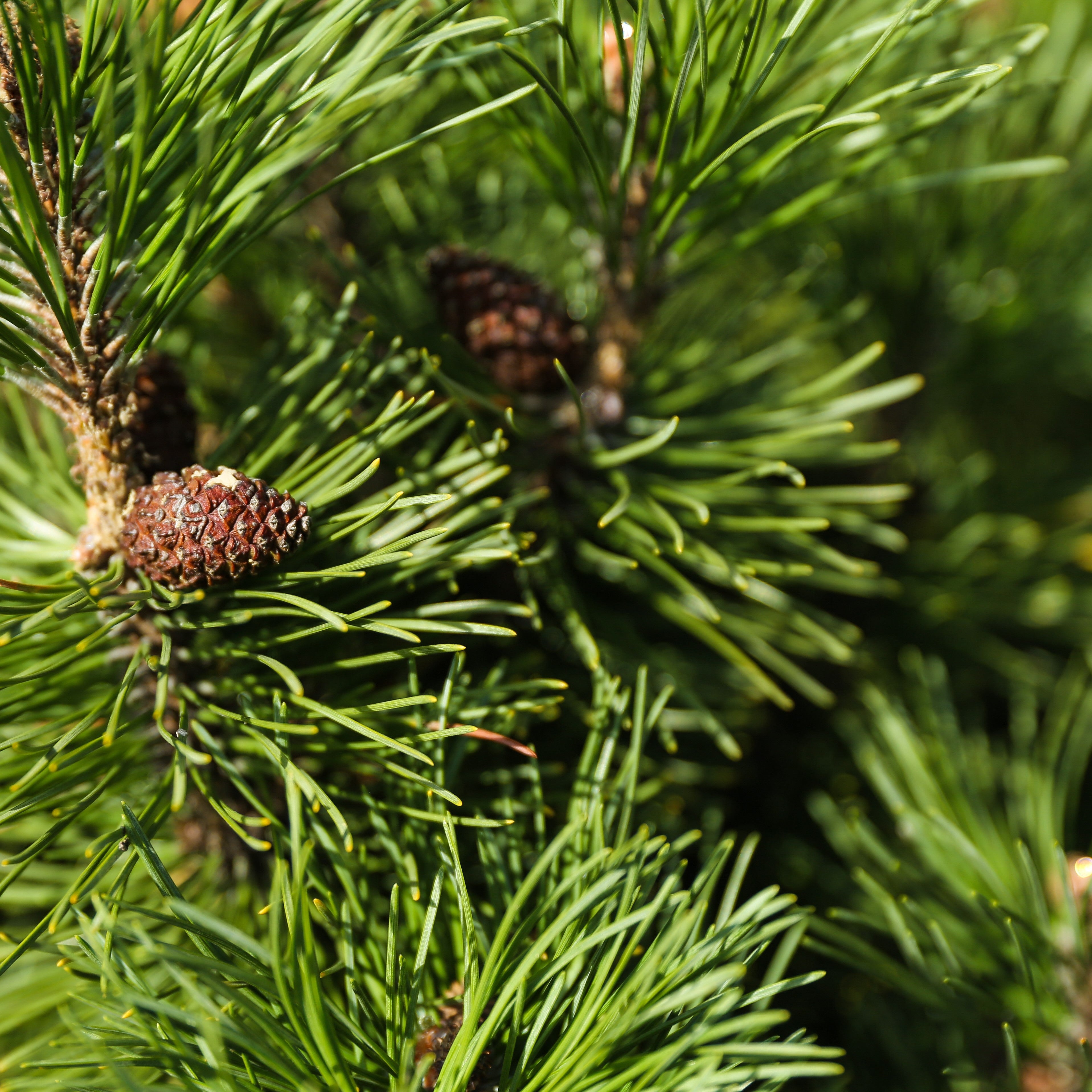 Fir Needle Essential Oil