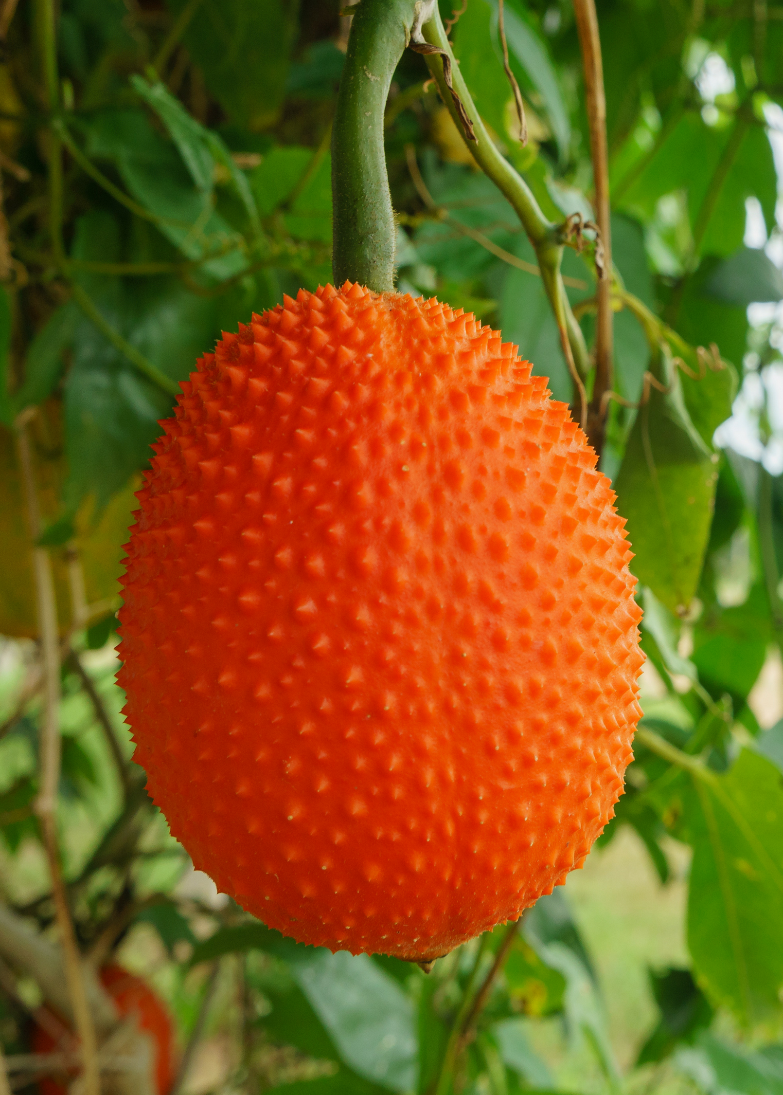 Gac (Momordica cochinchinensis)