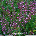 Wall Germander – 25 Seeds