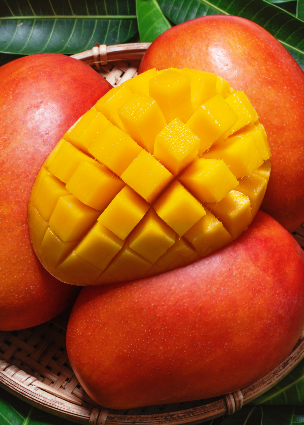 Mega XL Mango Bundle: 'Carrie' + 'Glenn' + 'Haden'