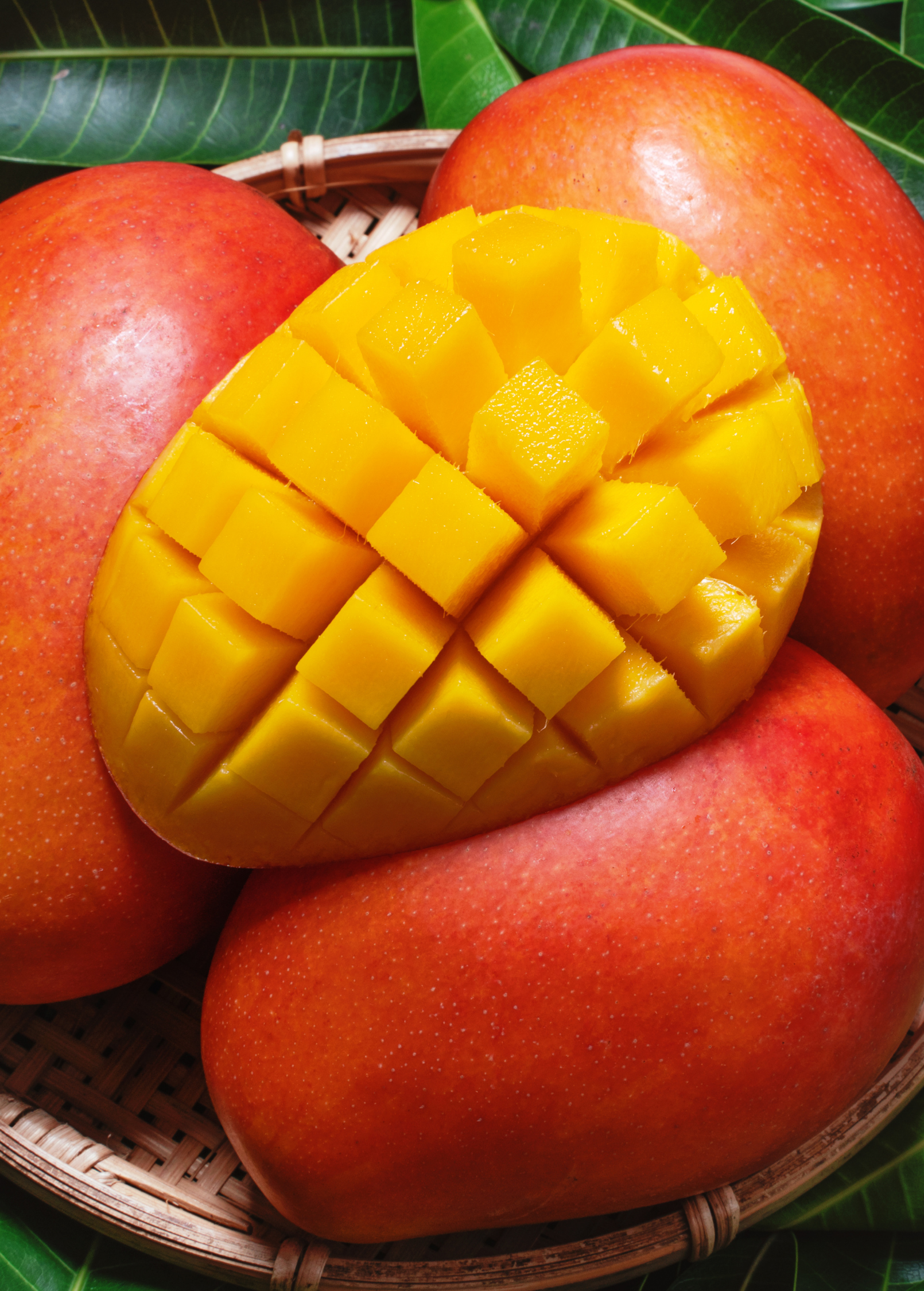 Mega XL Mango Bundle: 'Carrie' + 'Glenn' + 'Haden'