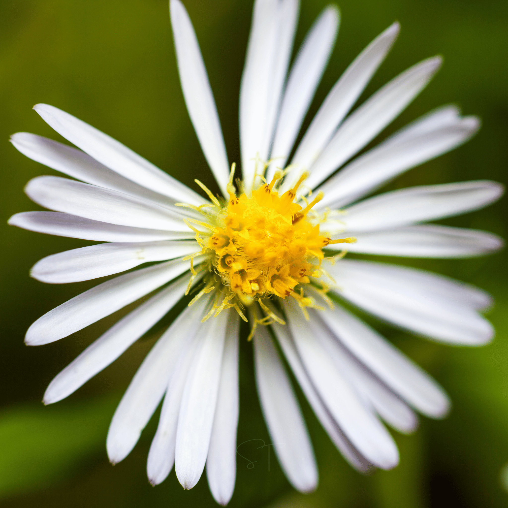 Heath White Aster – 50 Seeds