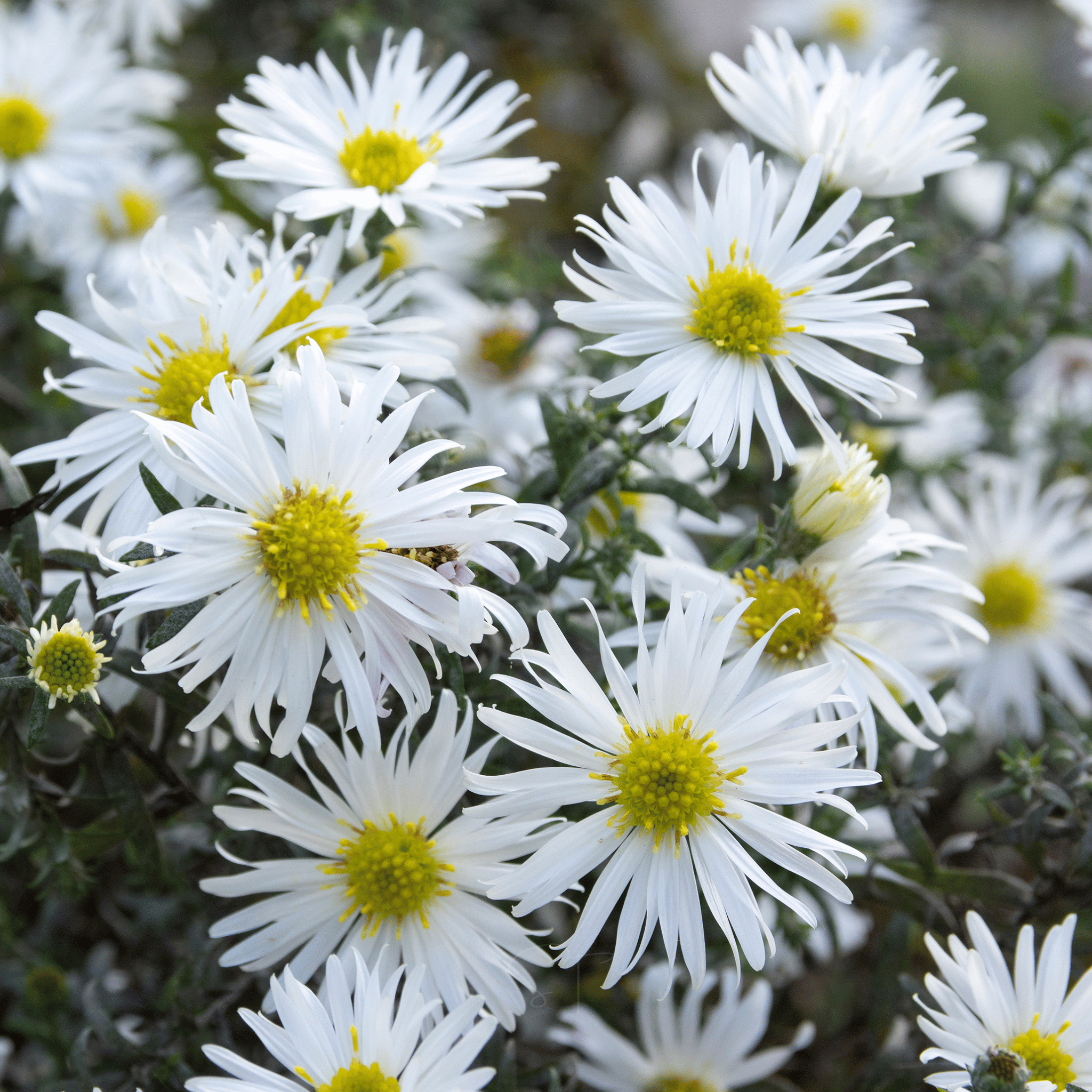 Heath White Aster – 50 Seeds