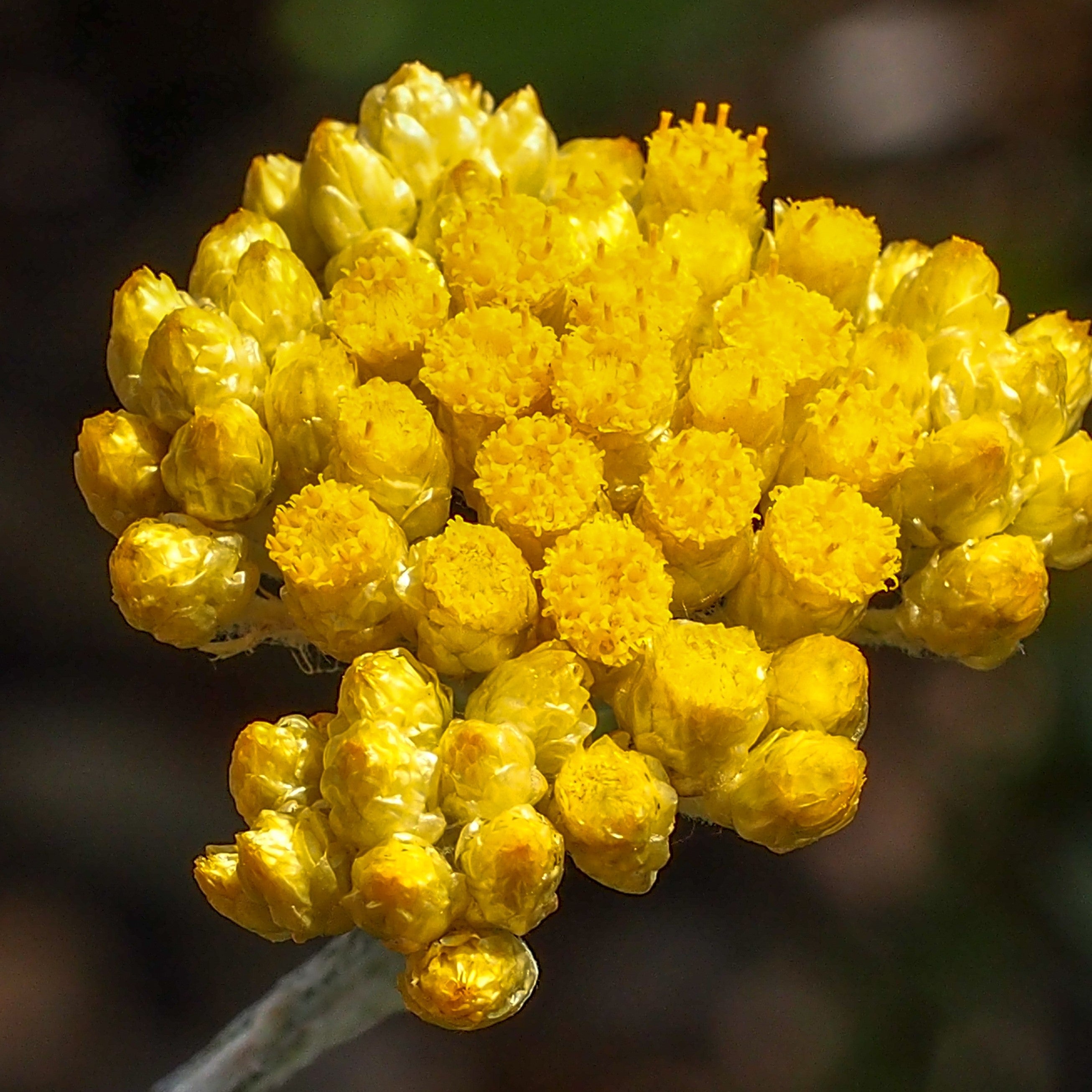 Helichrysum Essential Oil