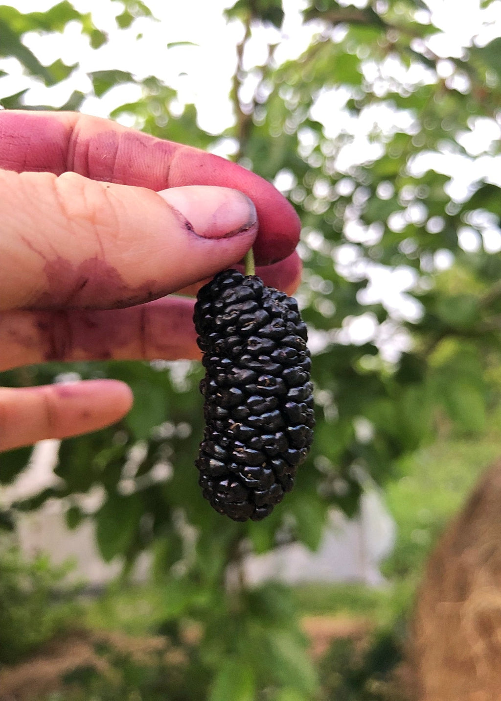 Mulberry 'Shangri La' (Morus alba x rubra)