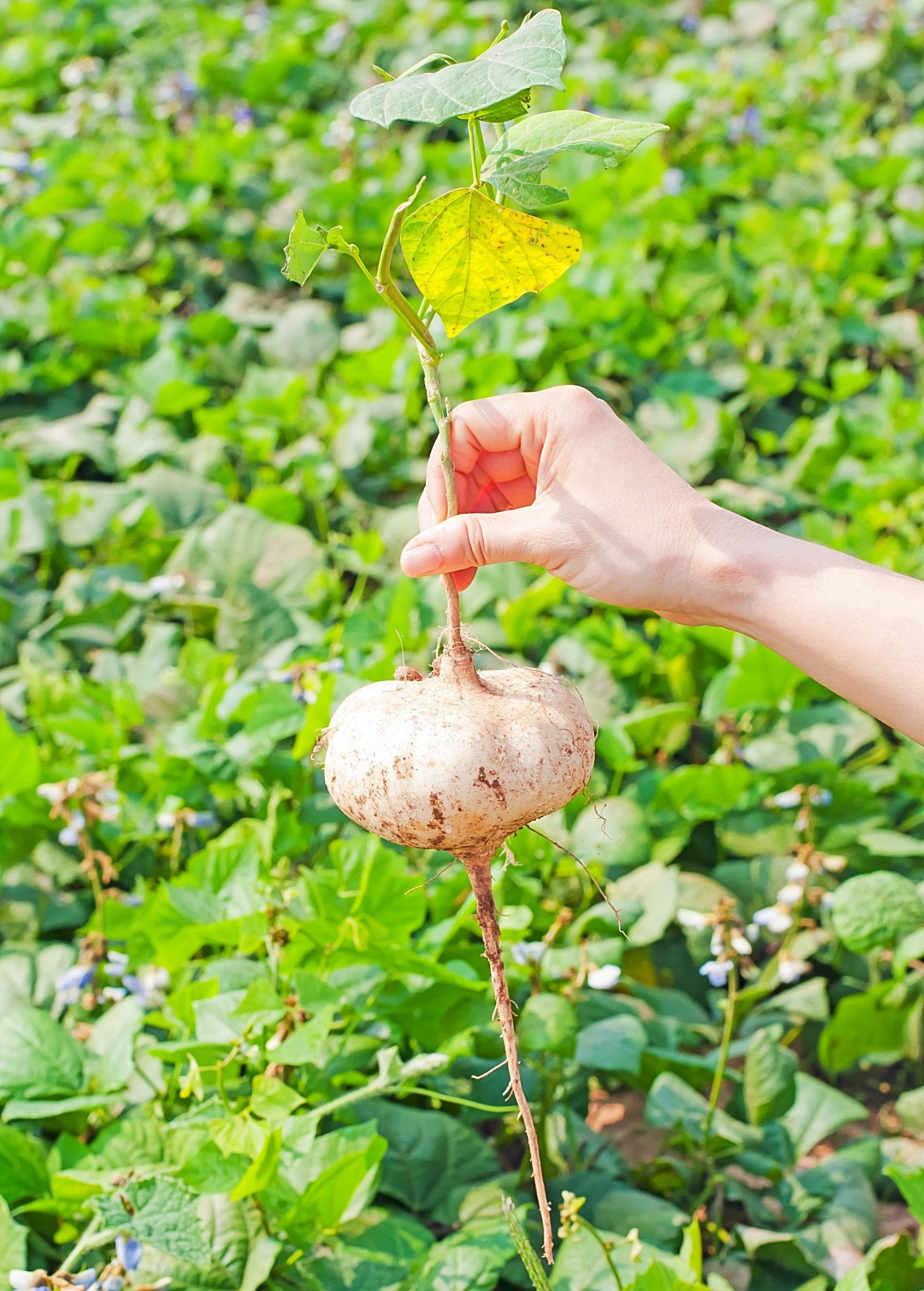 Jicama (Pachyrhizus erosus)