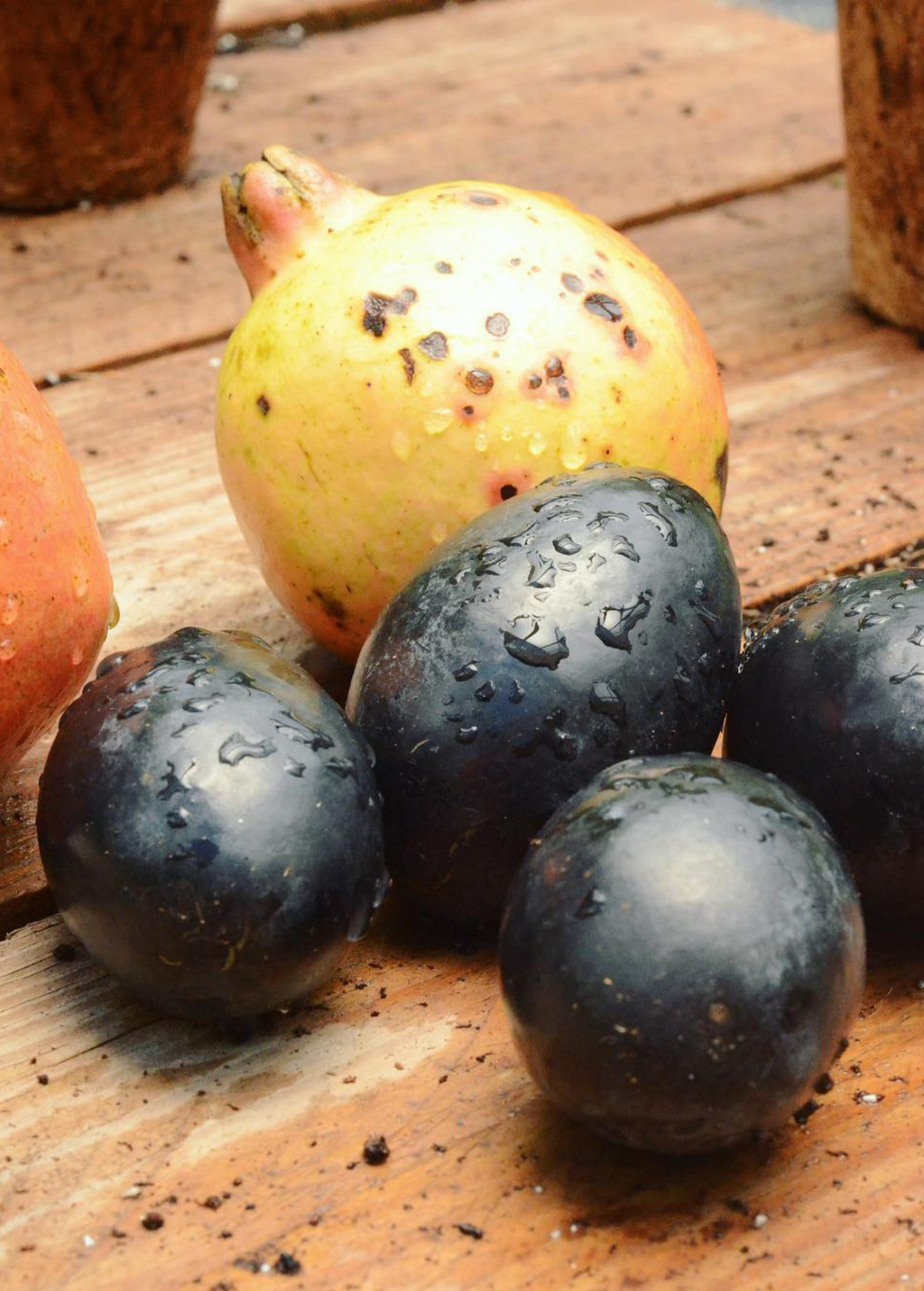 Avocado 'Joey' (Persea americana)