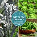 Leafy Greens Seed Collection – 6 Varieties