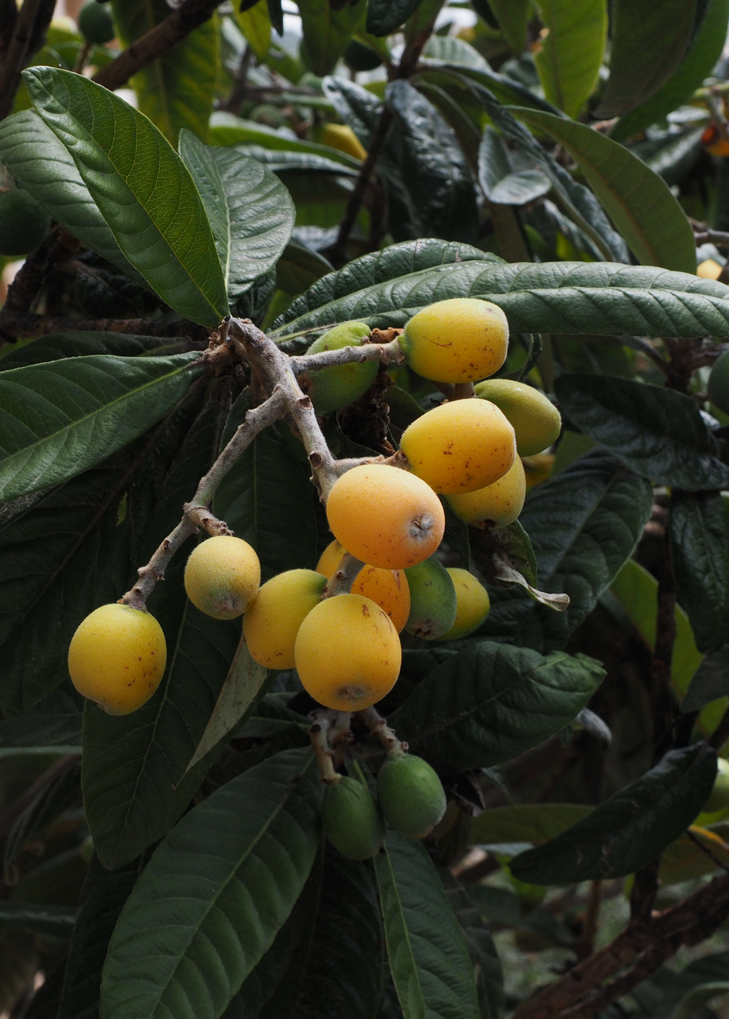 Loquat 'Christmas' (Eriobotrya japonica)