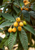 Loquat 'Champagne' (Eriobotrya japonica)