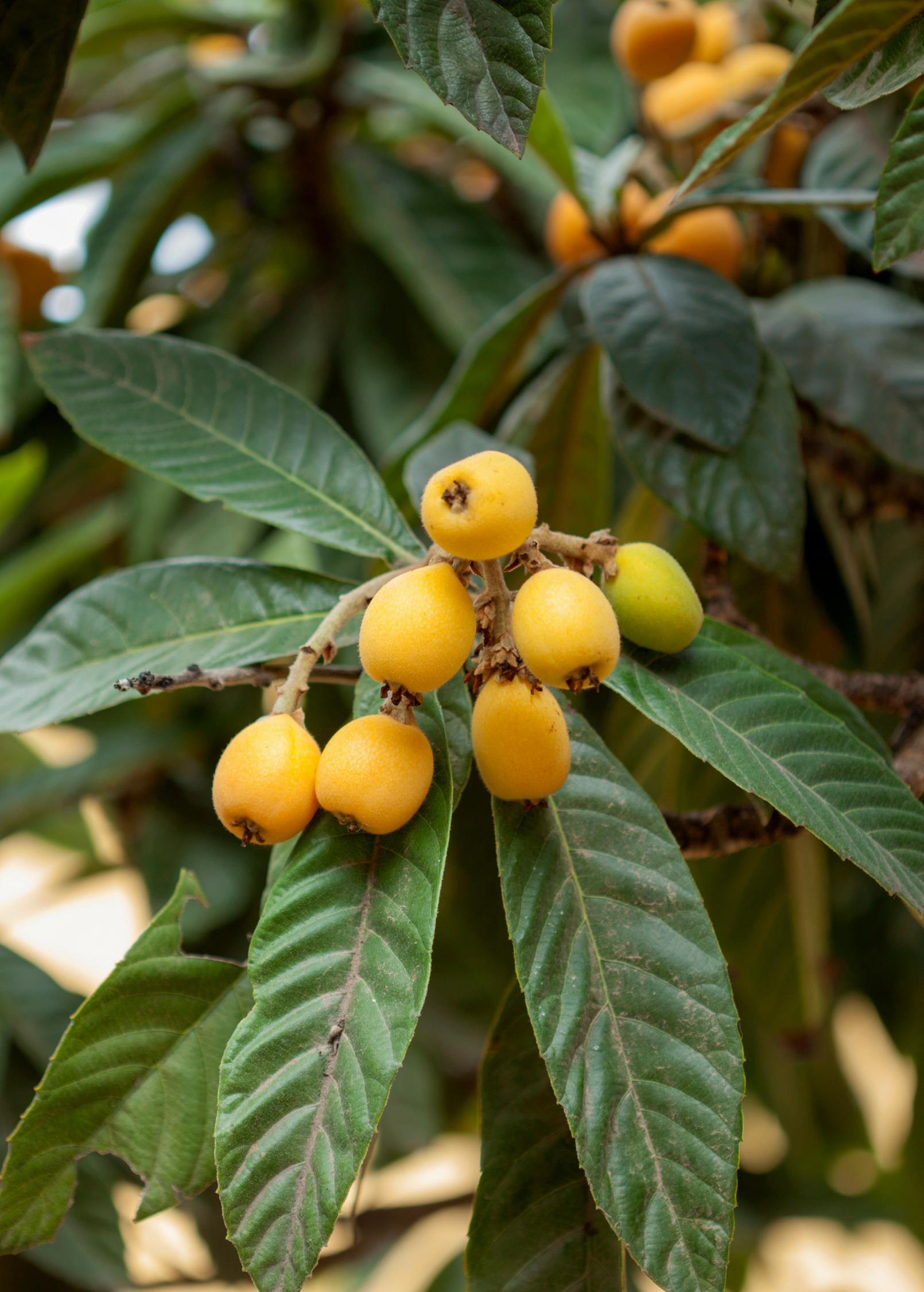Loquat 'Champagne' (Eriobotrya japonica)