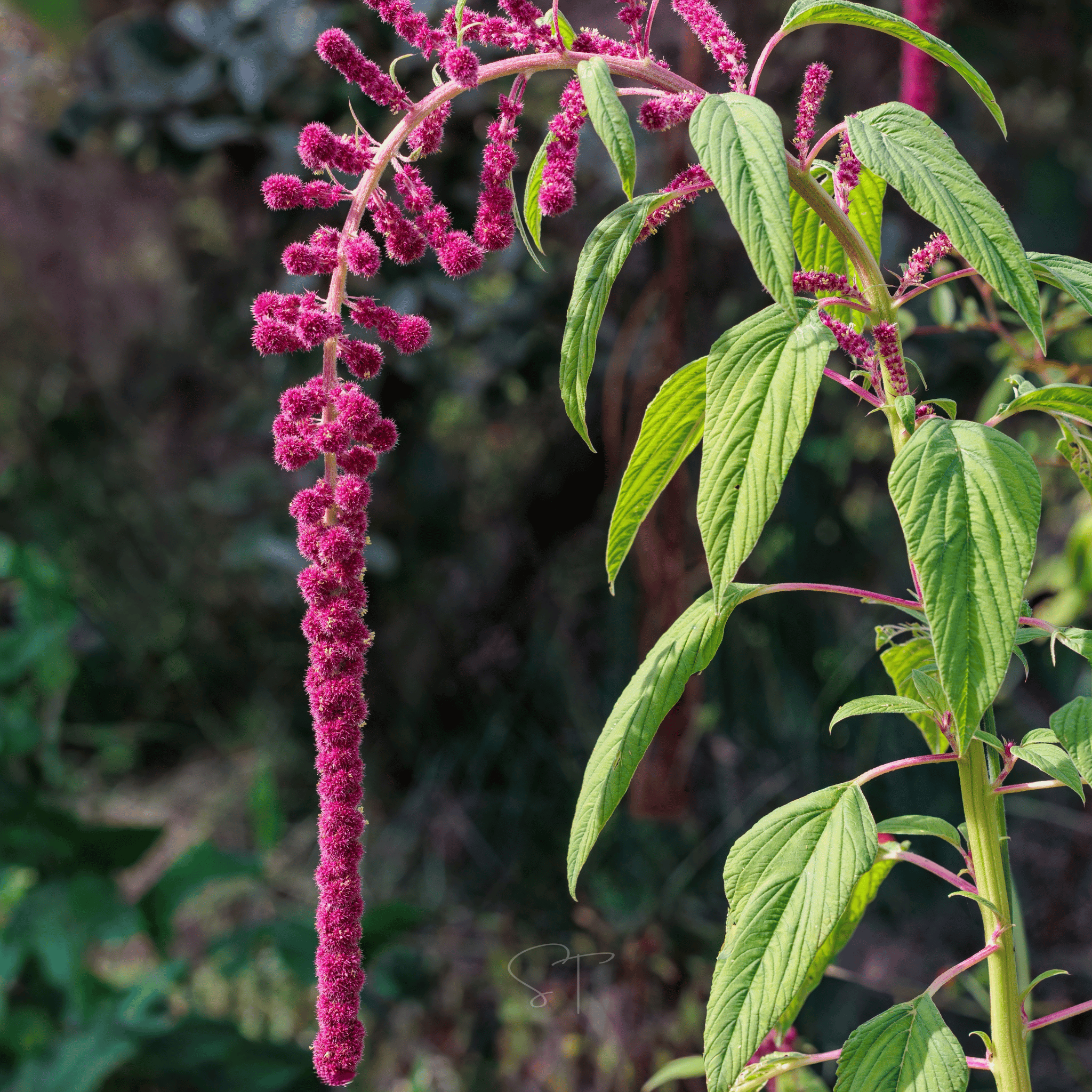 Love Lies Bleeding Amaranth – 250 Seeds