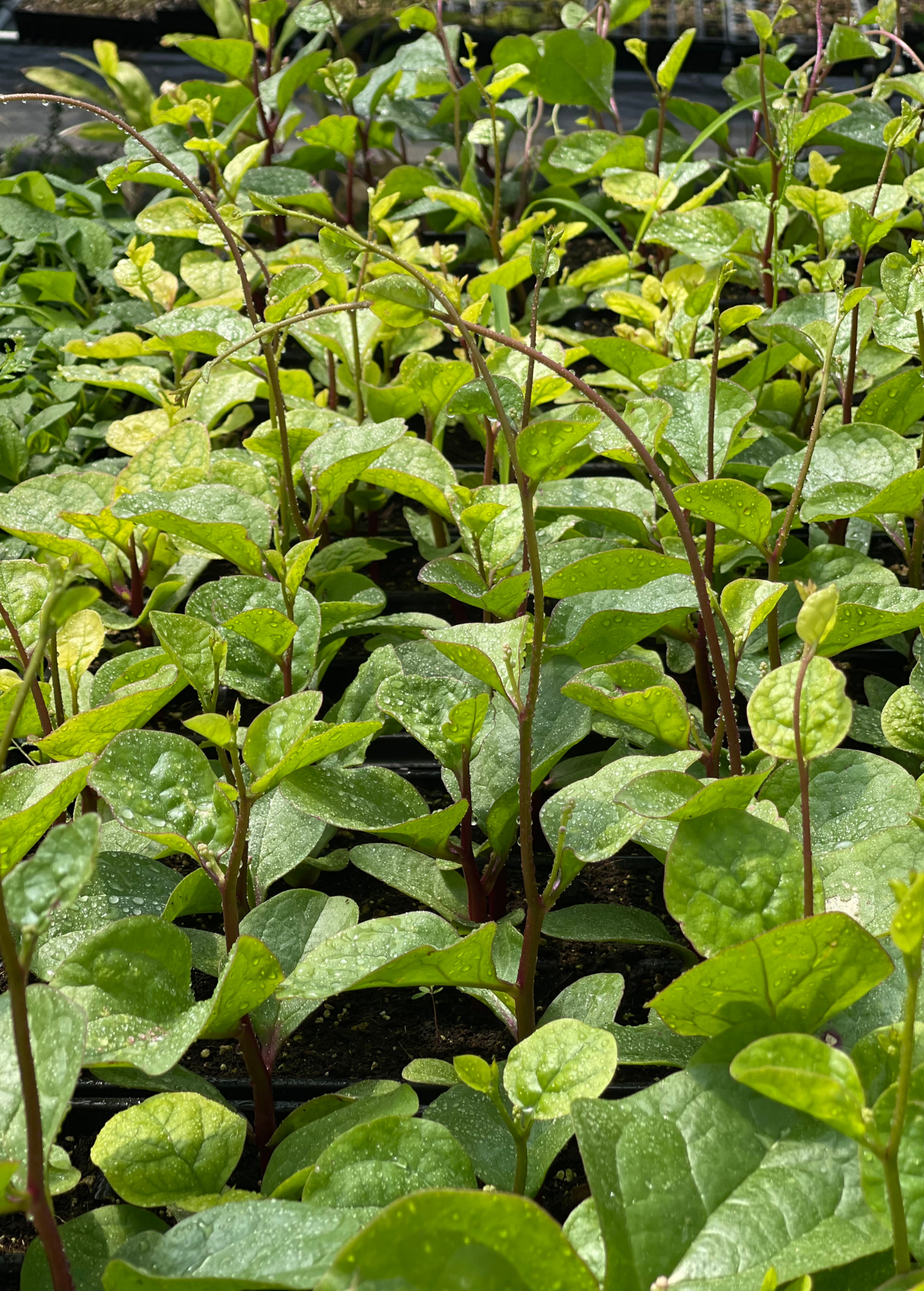 Malabar Spinach (Basella alba)