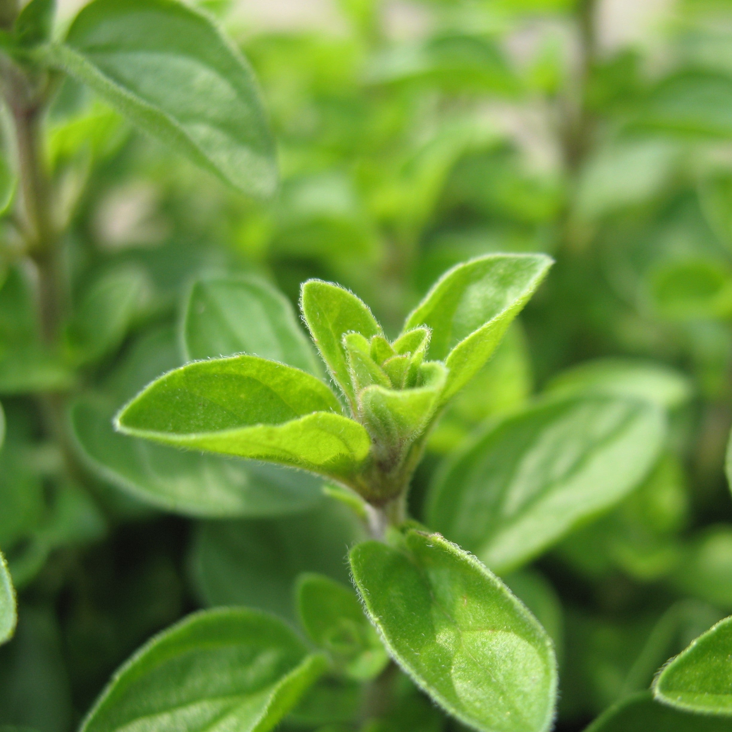 Marjoram (sweet) Essential Oil