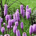 Marsh Blazing Star – 50 Seeds