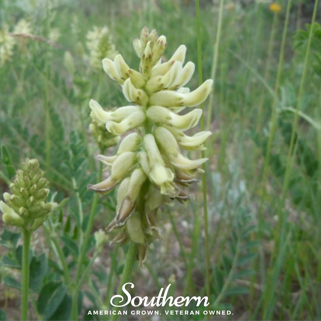 Canadian Milk Vetch – 50 Seeds