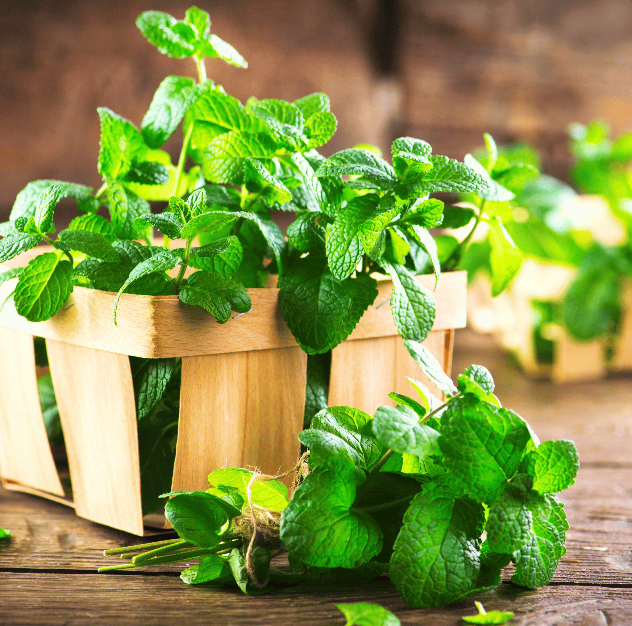 Mint – 100 Seeds