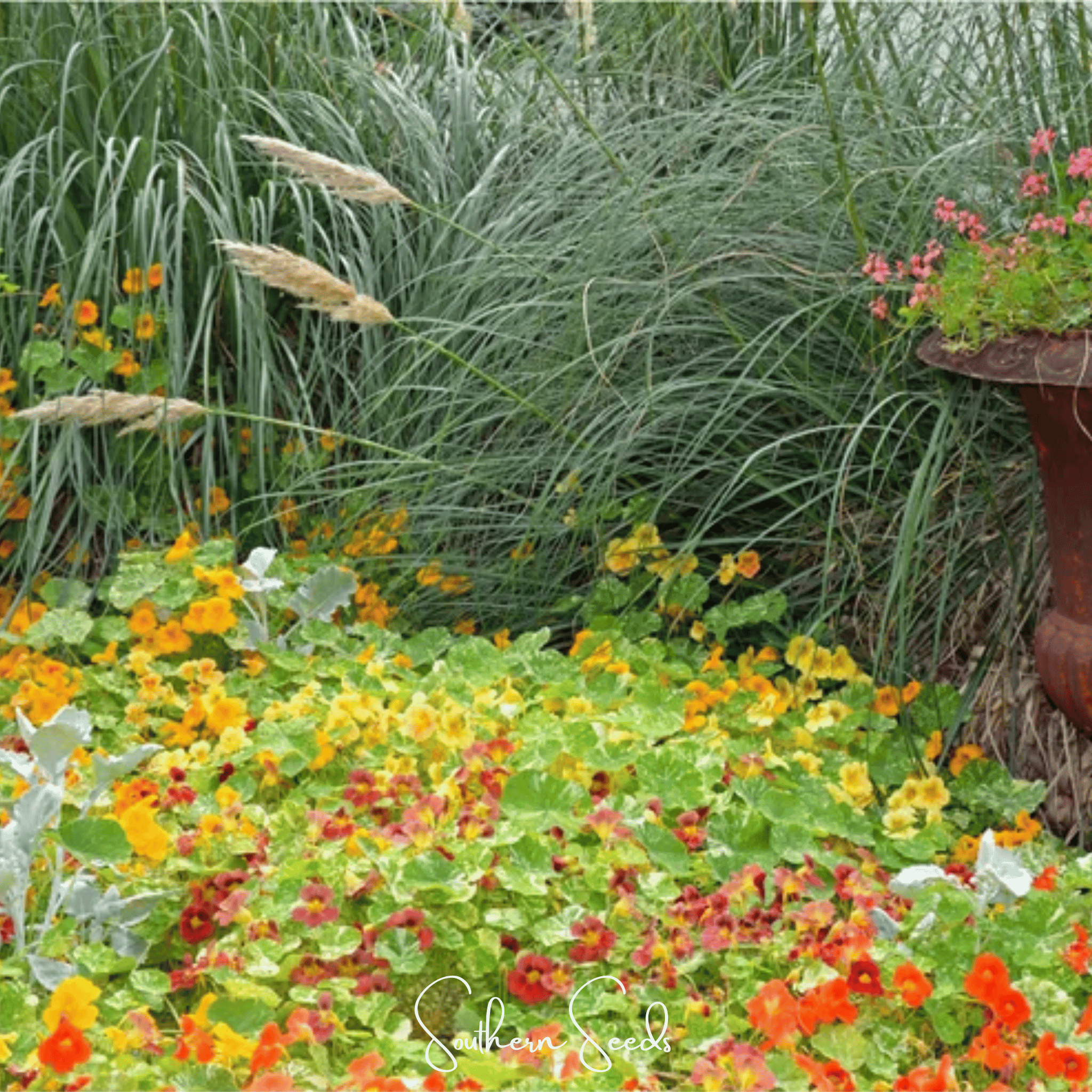 Tom Thumb Dwarf Nasturtium – 25 Seeds