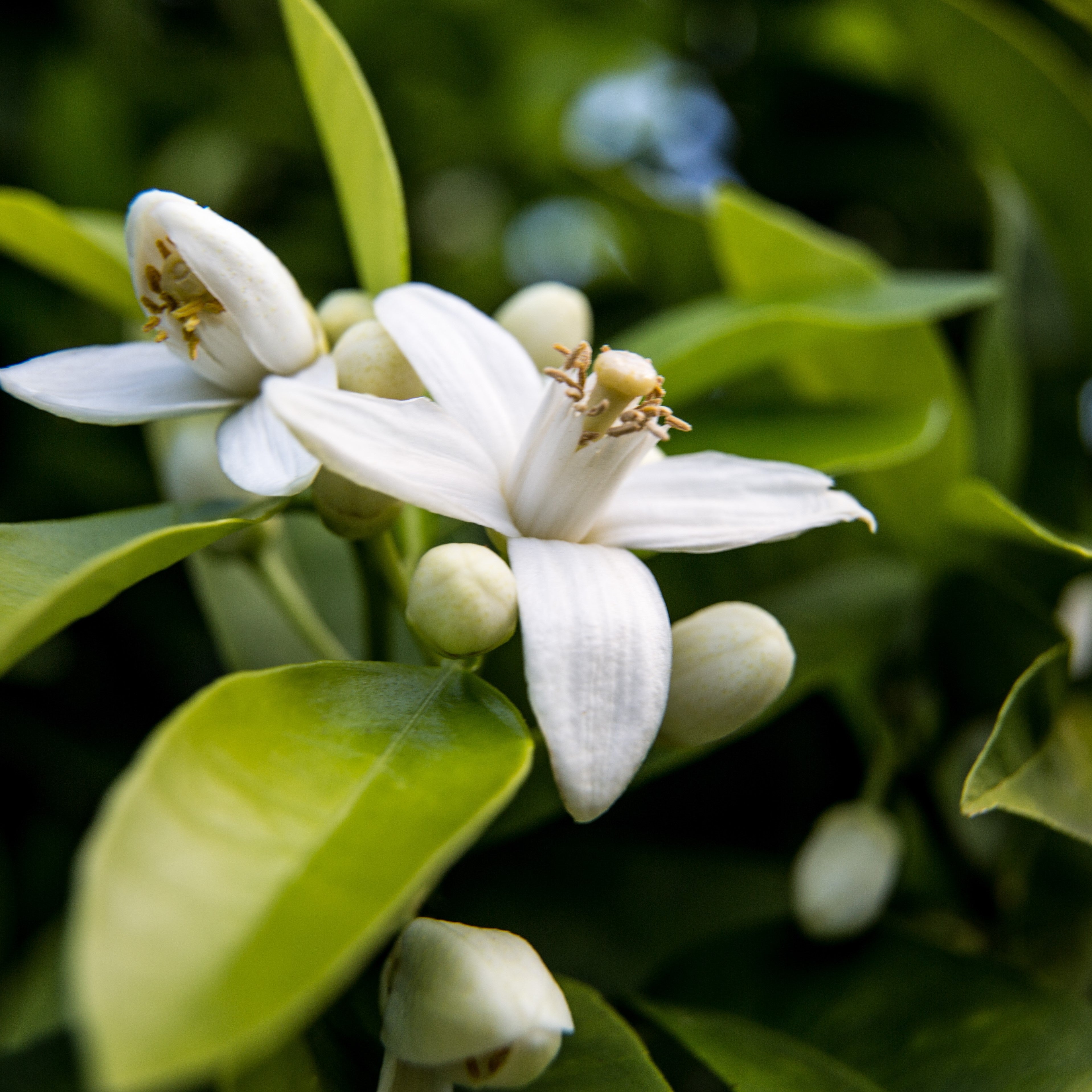 Neroli Essential Oil