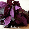 Red Plume Orach – 25 Seeds