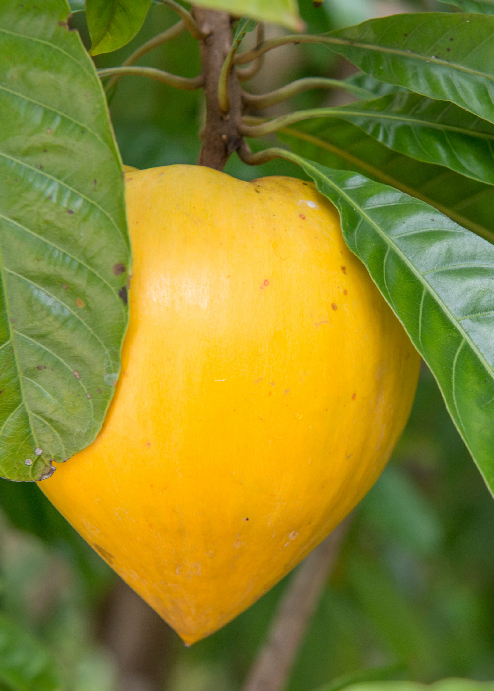 Canistel 'Oro' (Pouteria campechiana)