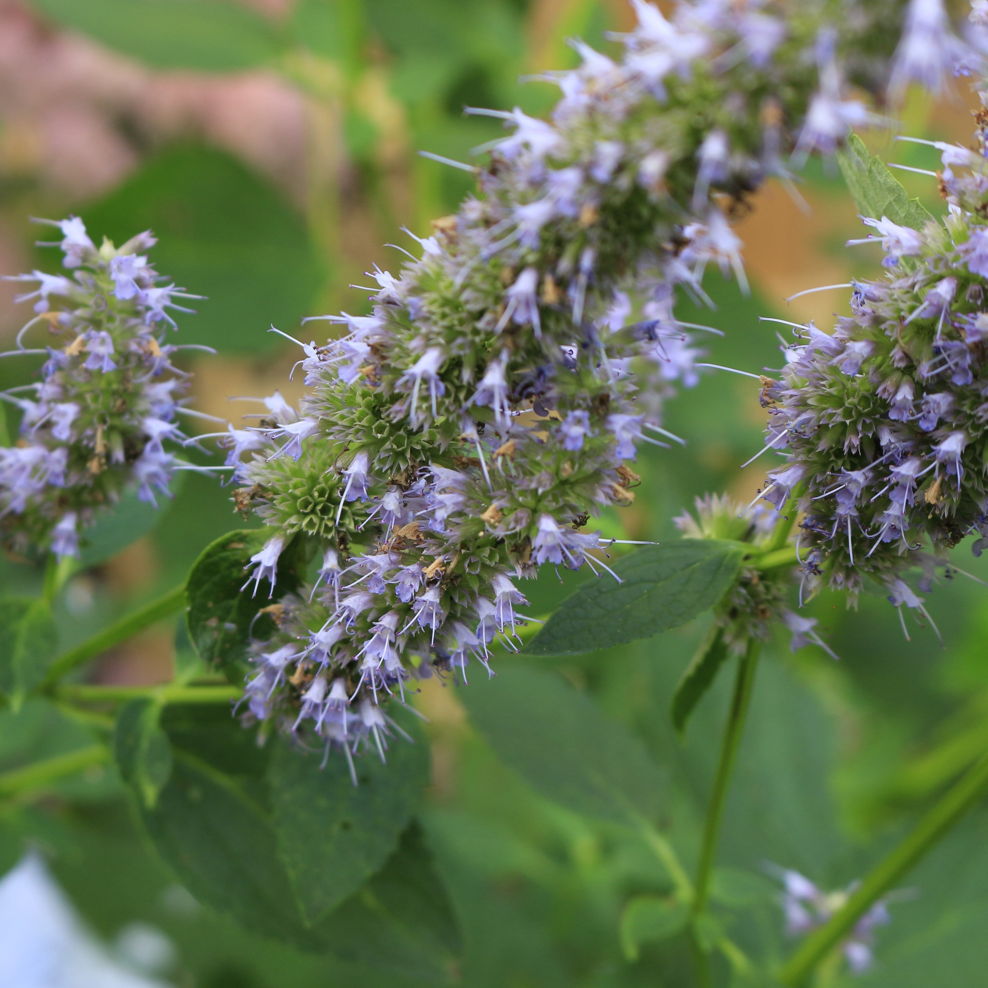 Patchouli Essential Oil