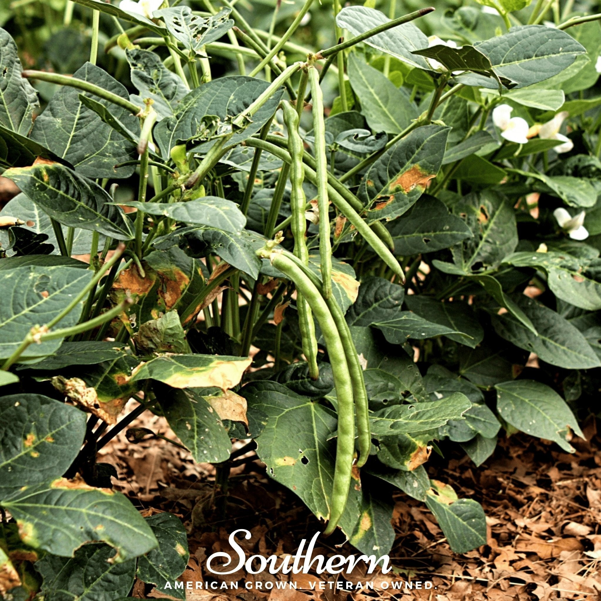California Blackeye Peas – 20 Seeds