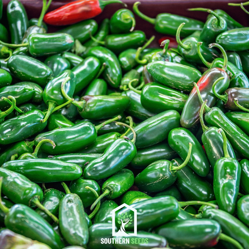 Pepper Seed Collection – 6 Essential Heirloom Peppers