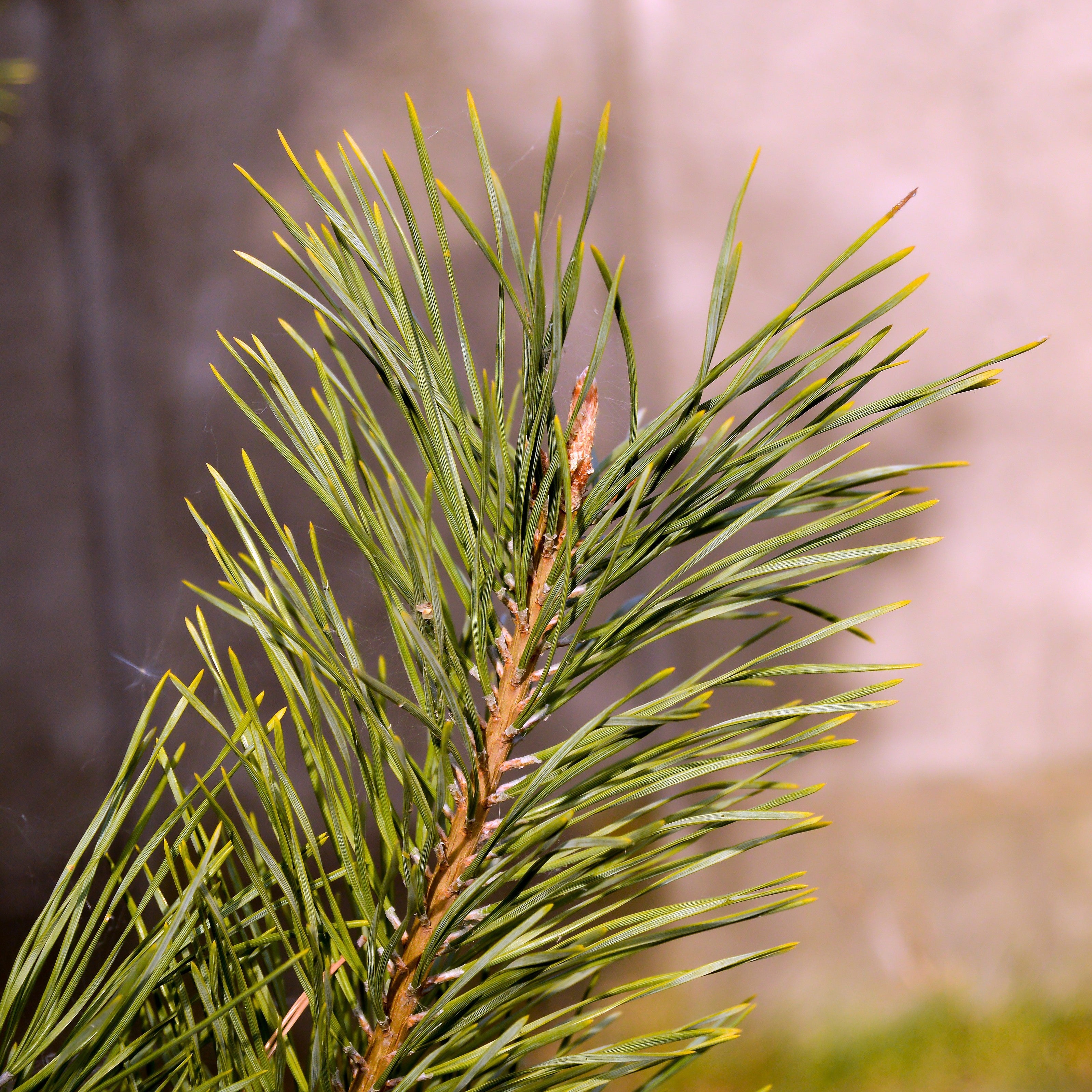 Pine Needle Essential Oil