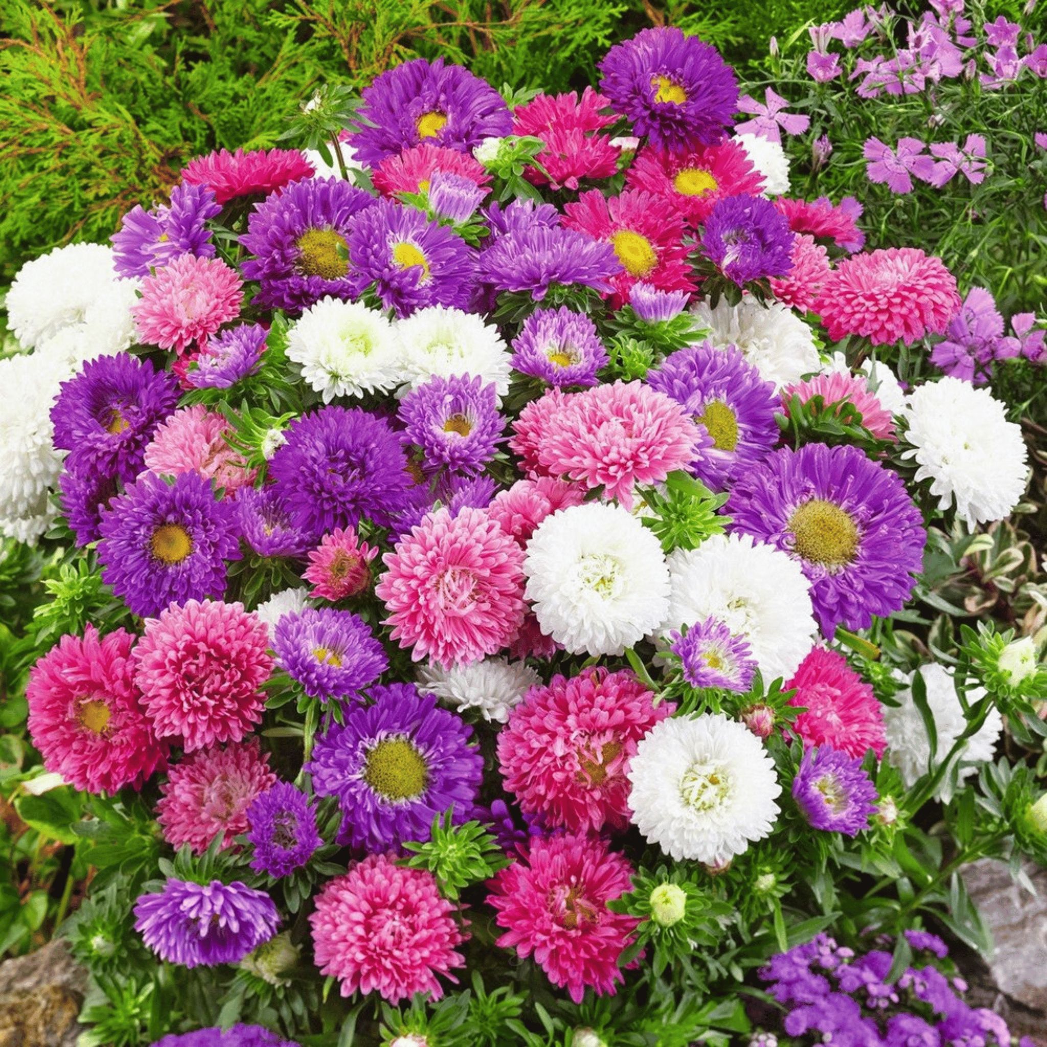 Powder Puff Aster – 50 Seeds