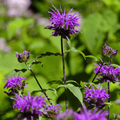 Purple Bee Balm – 50 Seeds